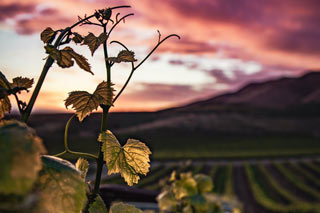 Weinhaus Sonne, Winningen/Mosel