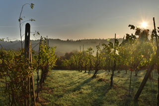 Hotel und Restaurant Weinhaus Sonne, Winningen